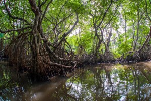 mangroves