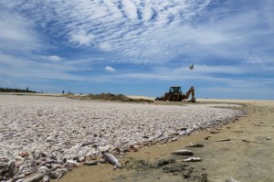 dead-fish-mullaitivu (1)